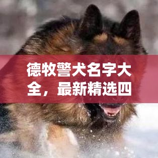 德牧警犬名字大全，最新精选四字命名参考