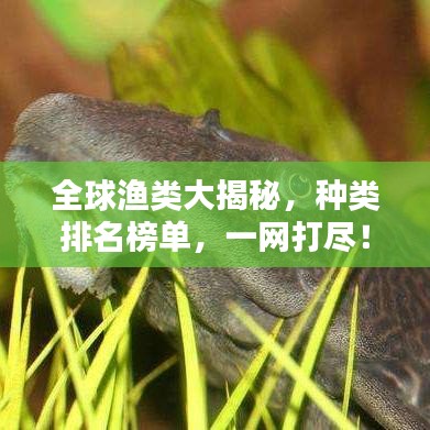 全球渔类大揭秘，种类排名榜单，一网打尽！