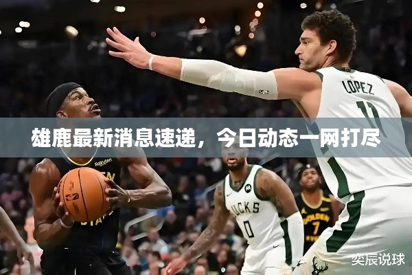 雄鹿最新消息速递，今日动态一网打尽