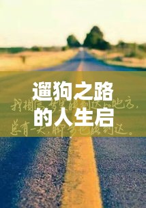 遛狗之路的人生启示录，励志语录伴你前行