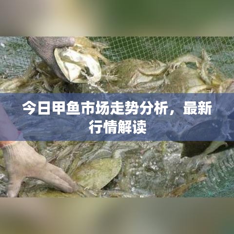 今日甲鱼市场走势分析，最新行情解读