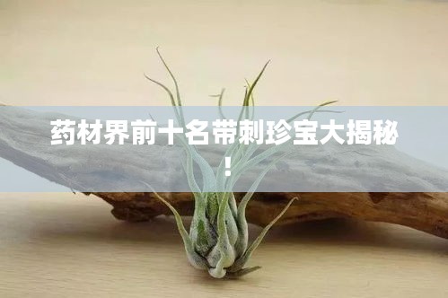 药材界前十名带刺珍宝大揭秘！