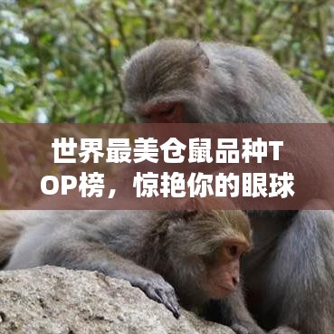 世界最美仓鼠品种TOP榜，惊艳你的眼球！