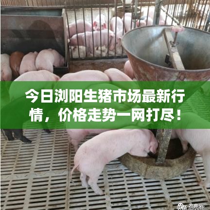 今日浏阳生猪市场最新行情，价格走势一网打尽！